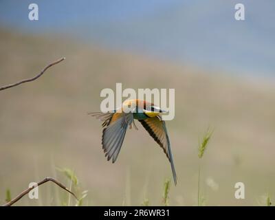 Europäischer Bienenesser, Merops apiaster, Single Bird in Flight, Bulgarien, Juni 2023 Stockfoto