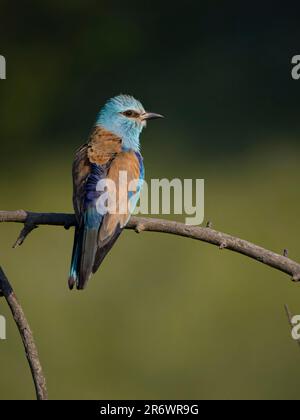 European Roller, Coracias garrulus, Single Bird on Branch, Bulgarien, Juni 2023 Stockfoto