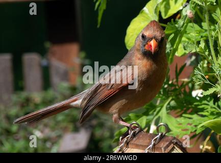 Weiblicher Nordkardinal auf einem Vogelhaus-Dach Stockfoto