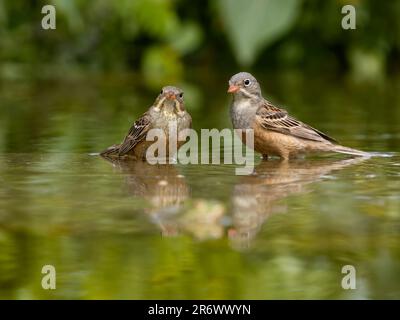 Ortolan bunting, Emberiza hortulana, männlich und weiblich im Wasserbad, Bulgarien, Juni 2023 Stockfoto