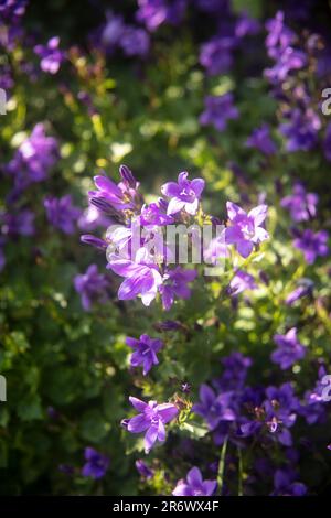 Glühende natürliche Blütenpflanze aus der Nähe des Campanula Portenschlagiana (dalmatinische Glockenblume). Stockfoto