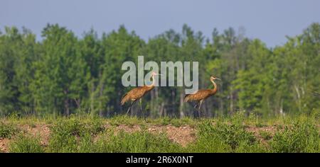 Ein Paar Sandhügelkräne, die auf einem Kamm im Norden von Wisconsin spazieren. Stockfoto