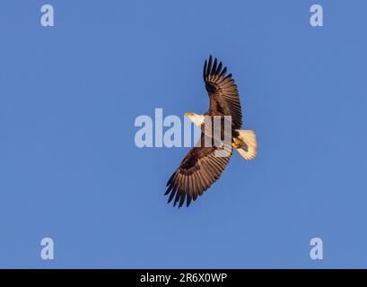 Weißkopfseeadler im Norden von Wisconsin. Stockfoto