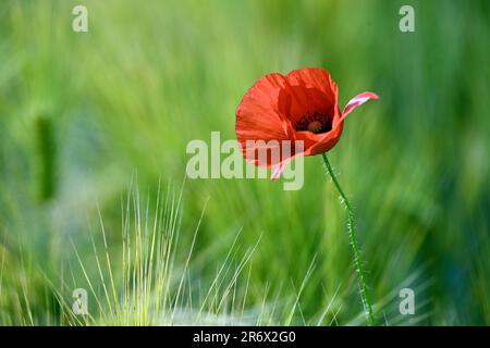 Nahaufnahme einer einsamen roten Mohnblume, die in einem lebhaften grünen Getreidefeld steht Stockfoto