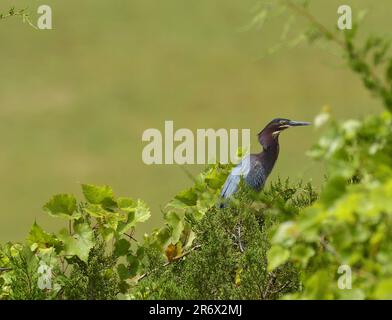 Grüner Reiher in einem Baum in der Nähe des Sees Stockfoto