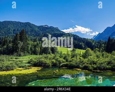 Zelenci-See-Sumpf in Slowenien, Julianische Alpen mit grünen, üppigen Waldbergen im Hintergrund Stockfoto