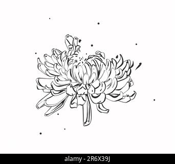Handgezeichnete Vektorgrafik Strichgrafik Darstellung der Chrysanthemen blühenden Blume auf weißem Hintergrund. Design mit Naturblumen-Skizzen Stock Vektor