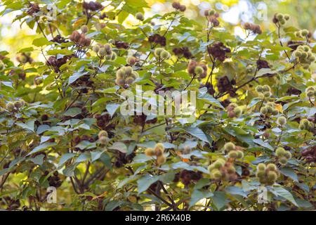 Die Annato-Pflanze wird auch als Urucum bezeichnet. Das ist ein rötlich gefärbtes Gewürz, das vom Bixa Orellana Baum abgeleitet wurde. Gastronomie. Medizin. Urucum Fruit Stockfoto