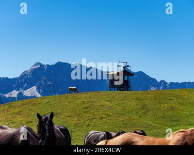 Pferde Rinderkuh grasen auf einer Bergwiese neben einer Hütte in den Alpen, Kärnten, Österreich mit blauen Bergen im Hintergrund Stockfoto