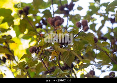 Die Annato-Pflanze wird auch als Urucum bezeichnet. Das ist ein rötlich gefärbtes Gewürz, das vom Bixa Orellana Baum abgeleitet wurde. Gastronomie. Medizin. Urucum Fruit Stockfoto