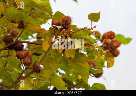 Die Annato-Pflanze wird auch als Urucum bezeichnet. Das ist ein rötlich gefärbtes Gewürz, das vom Bixa Orellana Baum abgeleitet wurde. Gastronomie. Medizin. Urucum Fruit Stockfoto