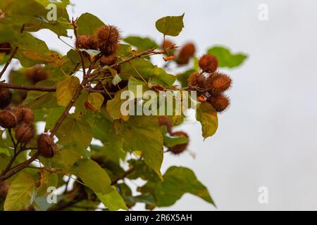 Die Annato-Pflanze wird auch als Urucum bezeichnet. Das ist ein rötlich gefärbtes Gewürz, das vom Bixa Orellana Baum abgeleitet wurde. Gastronomie. Medizin. Urucum Fruit Stockfoto