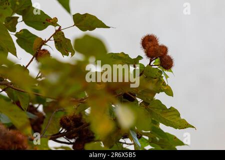 Die Annato-Pflanze wird auch als Urucum bezeichnet. Das ist ein rötlich gefärbtes Gewürz, das vom Bixa Orellana Baum abgeleitet wurde. Gastronomie. Medizin. Urucum Fruit Stockfoto