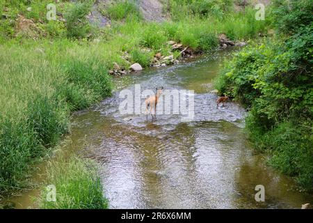 Hirsche und Feen im Bach Stockfoto