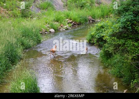 Hirsche und Feen im Bach Stockfoto