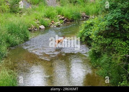 Hirsche und Feen im Bach Stockfoto