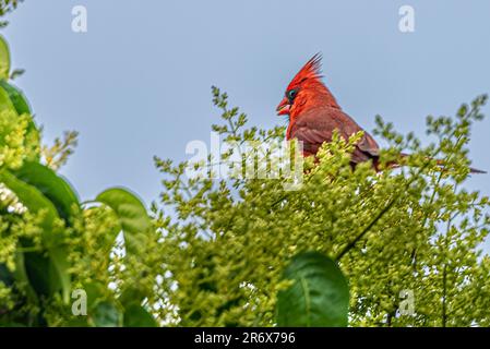 Nördlicher Kardinal mit langem Schwanz, rotem Körper und sehr dickem Schnabel. Am frühen Morgen inmitten üppiger grüner Vogelkirschbäume. Stockfoto