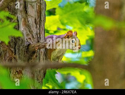 Rotes Eichhörnchen. Sie sprang auf einen Baum in einem wunderschönen, wilden kanadischen Wald. Sie saß auf einem Ast zwischen den grünen Blättern, die von der Sonne beleuchtet wurden. Stockfoto