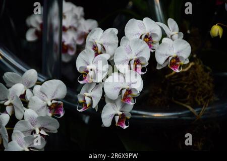 Wunderschöne Orchideen im New York Botanical Garden Stockfoto