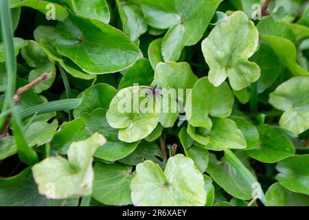 Blumen-kaluga. Gelbe Frühlingsblumen. Ein Feld gelber Blumen mit grünen Blättern und einer mit einem schwarzen Käfer. Hochwertiges Foto Stockfoto