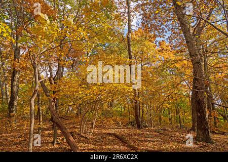 Gelber Wald in einer abgeschiedenen Glade im Shenandoah-Nationalpark in Virginia Stockfoto