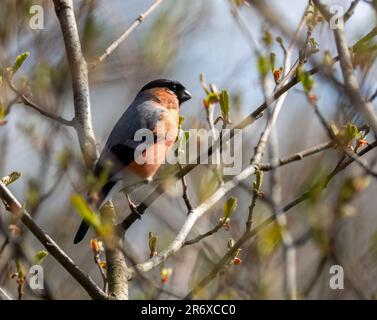 Ein bunter männlicher Bullfink-Vogel, der an einem sonnigen Tag auf einem Ast hockte Stockfoto