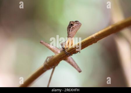Otocryptis wiegmanni, gemeinhin als Sri-lankische Känguru-Eidechse bezeichnet, ist eine kleine, am Boden lebende Agammaeise, die in Sri Lanka endemisch ist. Stockfoto