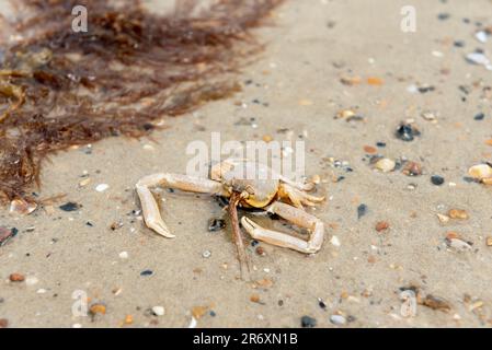 Tote Sandkrebse am Ufer Stockfoto