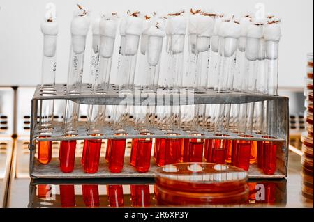 Reagenzgläser mit bakteriologischen Kulturen im Stativ Stockfoto