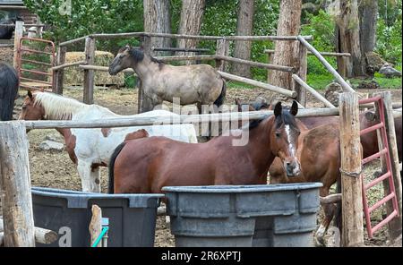 Reiten wird nach einem langen Reisetag im Korral und in den Pferden festgehalten. Die Pflege der Pferde und der Ausrüstung erfordert Organisation. Stockfoto