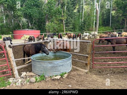 Reiten wird nach einem langen Reisetag im Korral und in den Pferden festgehalten. Die Pflege der Pferde und der Ausrüstung erfordert Organisation. Stockfoto