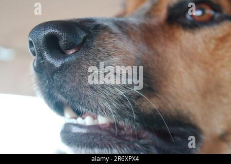 Hundeschlittenflüsterer Stockfoto