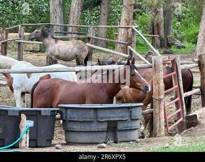 Reiten wird nach einem langen Reisetag im Korral und in den Pferden festgehalten. Die Pflege der Pferde und der Ausrüstung erfordert Organisation. Stockfoto