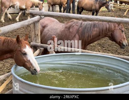 Reiten wird nach einem langen Reisetag im Korral und in den Pferden festgehalten. Die Pflege der Pferde und der Ausrüstung erfordert Organisation. Stockfoto