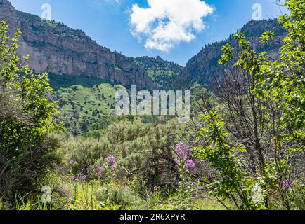 Der Sinks Canyon State Park befindet sich in Lander, Wyoming, und ist umgeben von Bergen und Wäldern. Unten ist das Tal. Oben ist blauer Himmel. Stockfoto