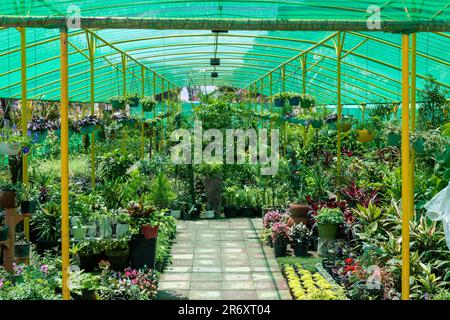 Eine wunderschöne Pflanzenkultur, die Zierpflanzen in Pakistan verkauft. Stockfoto
