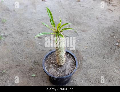 Madagaskar pachypodium lamerei-Palme in einem Plastiktopf Stockfoto