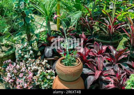 Adenium Desert Rose Sukkulente Pflanze in einem dekorativen Tontopf Stockfoto