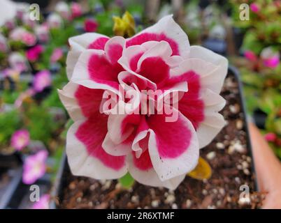 Nahaufnahme einer wunderschönen pinkfarbenen und weißen Farbe von doppeltem Petuniaflower Stockfoto