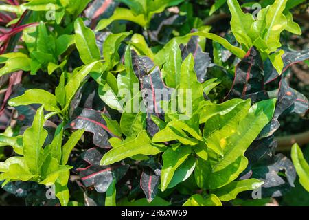 Codiaeum variegatum Croton mit mehrfarbigen Formen und Laubverschlüssen Stockfoto