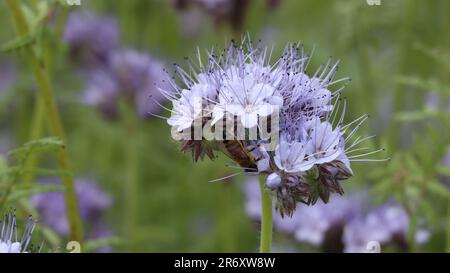 Eine üppige Landschaft mit einem Feld aus leuchtend violetten Phacelia tanacetifolia-Blumen Stockfoto