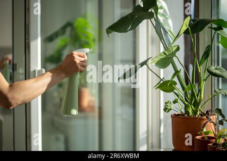 Frau sprüht Monstera Pflanze in Blumentopf. Weibliche Hand, die Wasser auf die Zimmerpflanze in Tontopf sprüht. Stockfoto