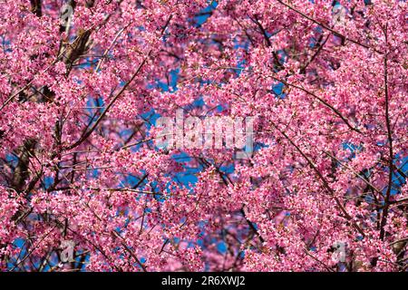 Wunderschöne rosafarbene wilde himalaya-Kirschblüte als grafischer Hintergrund Stockfoto