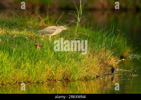 Ein kleiner Reiher, der auf dem Grasfeld in den Sumpf geht Stockfoto