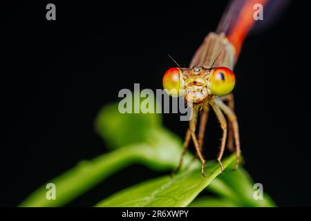 Ein wunderschönes kleines oranges Damselfly hoch oben auf grünem Blatt und Naturhintergrund, selektiver Fokus, Insektenmakro, farbenfrohes Insekt in Thailand. Stockfoto