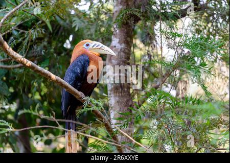 Die Hornvogel-Hornvogel (Aceros nipalensis) ist eine Art von Hornvogel, die in tropischen Gebieten zu finden ist. Stockfoto