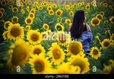 Ensaio fotográfico no campo de Girassóis, Região do PAD/DF - Brasília - Brasilien. Stockfoto