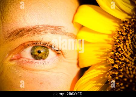 Ensaio fotográfico no campo de Girassóis, Região do PAD/DF - Brasília - Brasilien. Stockfoto