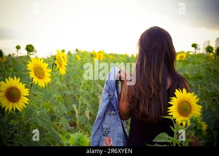 Ensaio fotográfico no campo de Girassóis, Região do PAD/DF - Brasília - Brasilien. Stockfoto