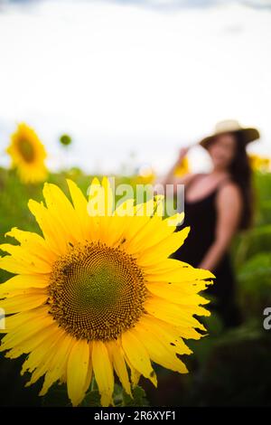 Ensaio fotográfico no campo de Girassóis, Região do PAD/DF - Brasília - Brasilien. Stockfoto